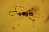 Fossil Beetle, Flies, Leaf & Wasp In Baltic Amber #120655-3